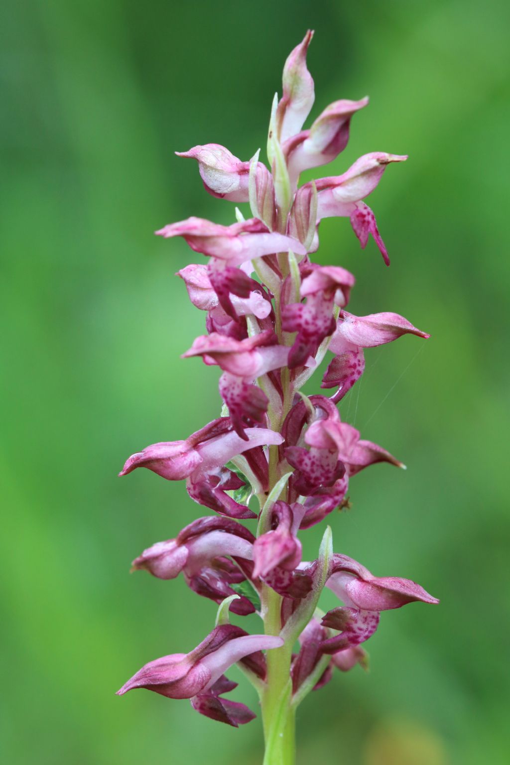 Anacamptis fragrans - Monte Nerino