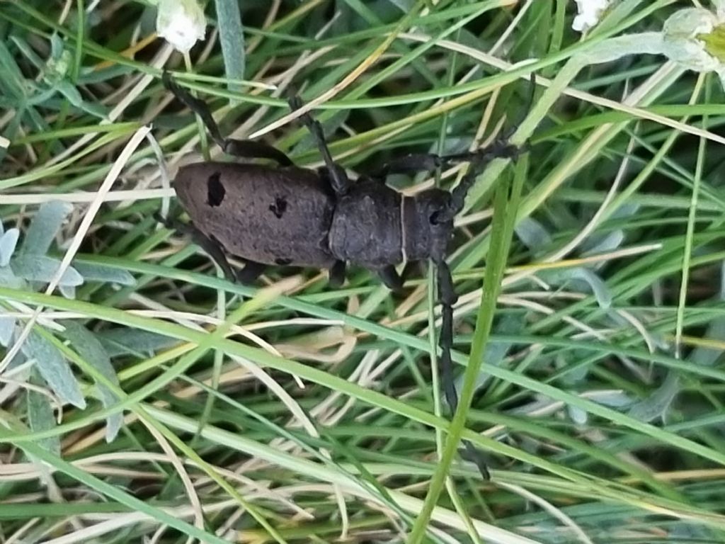 Cerambicidae: Herophila tristis