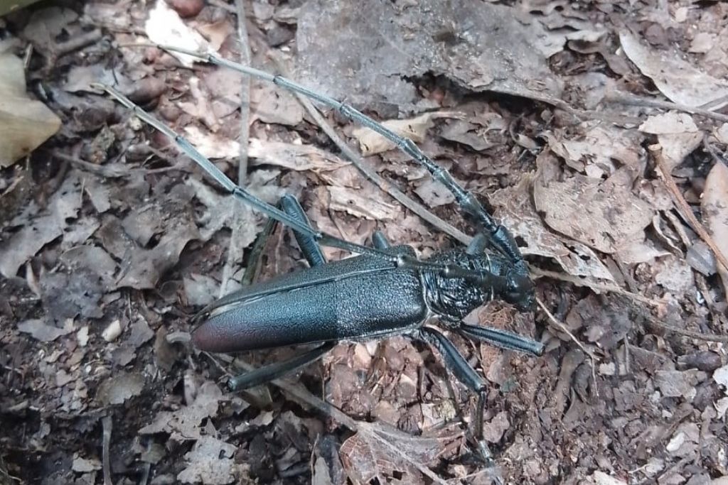 Cerambycidae: maschio di Cerambyx cerdo.