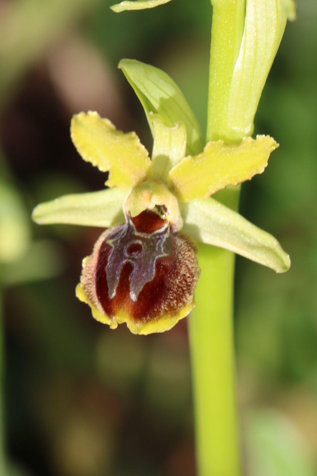 Ophrys maritima - provincia di Pisa