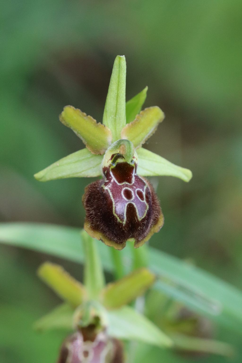 Ophrys tarquinia - Sassetta