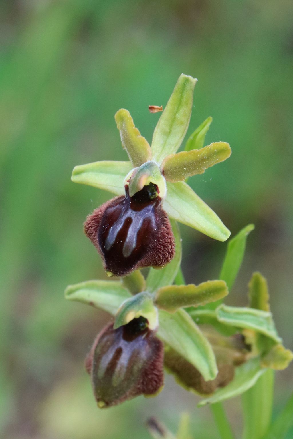 Ophrys tarquinia - Sassetta