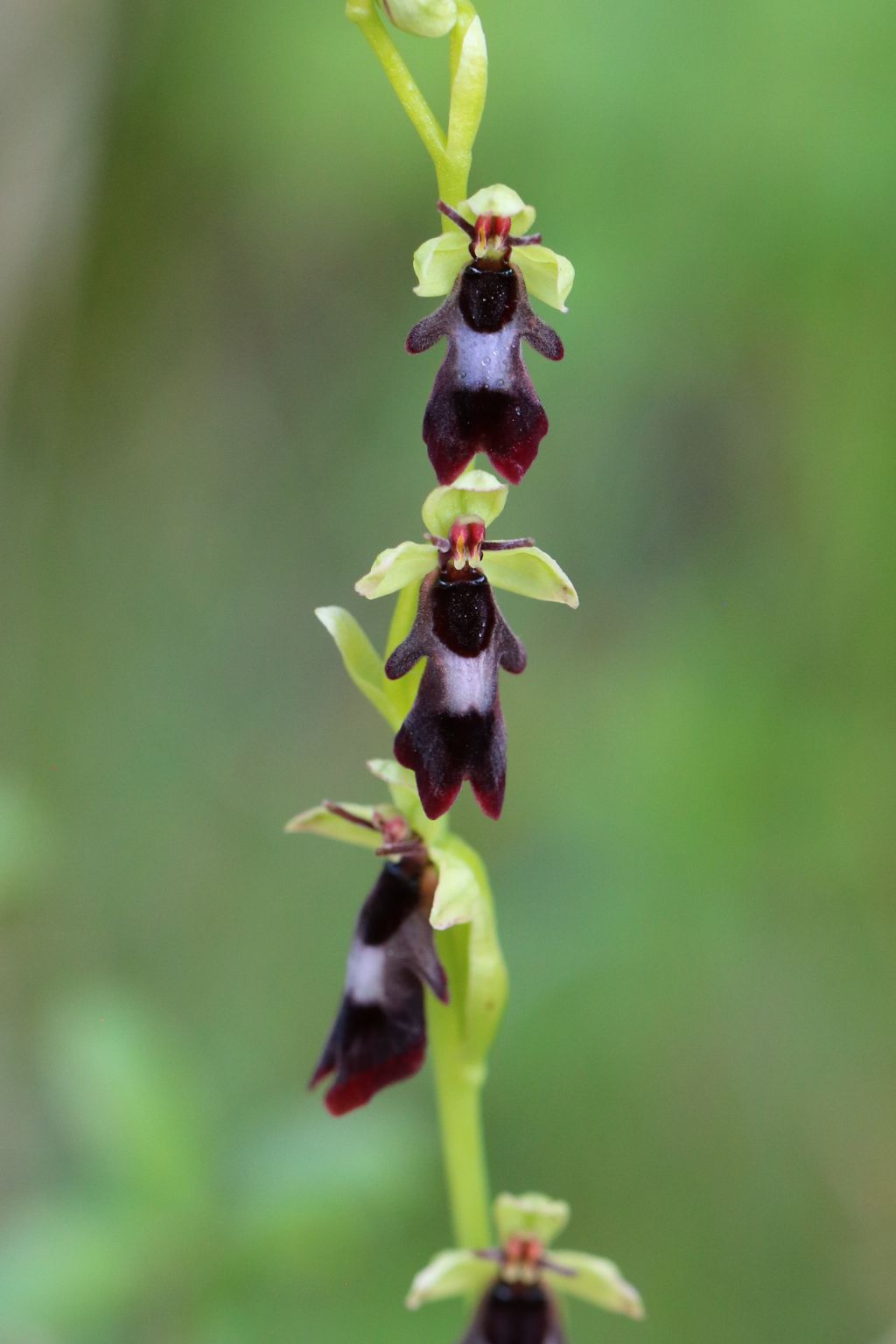 Ophrys insectifera a Orciatico