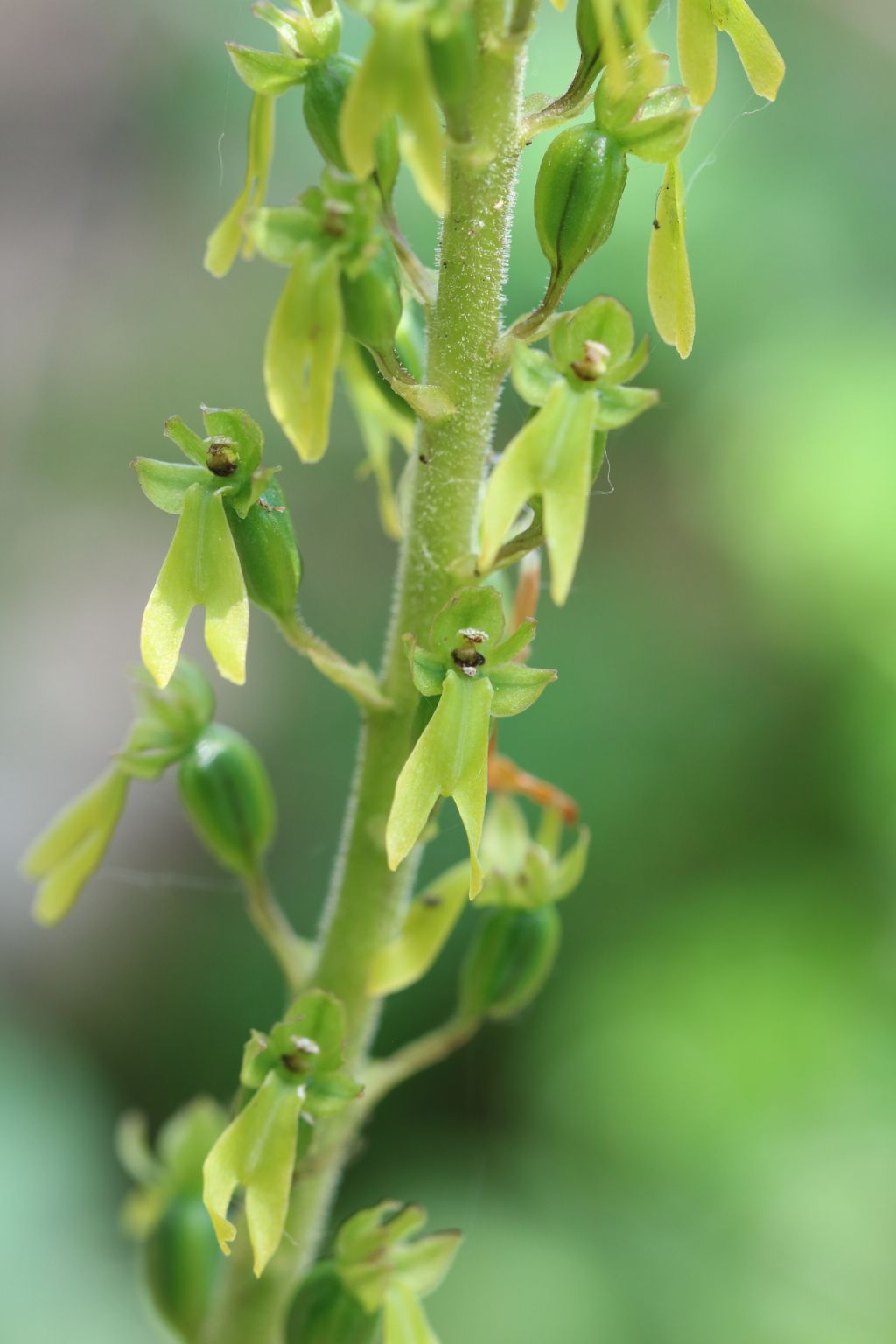 Neottia ovata a Prato Fiorito