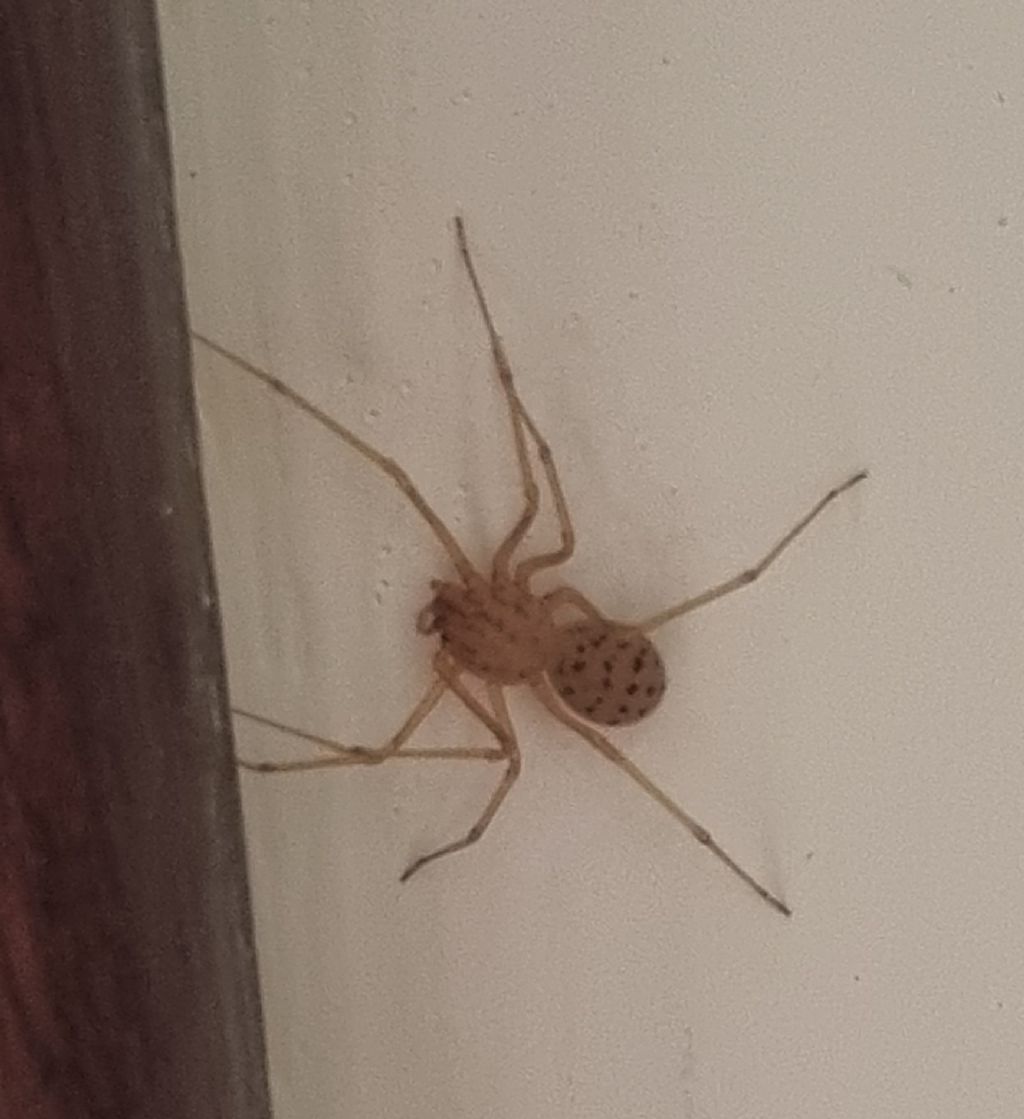 Scytodes sp.