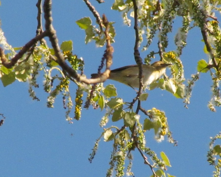 secondo passeriforme Pisa