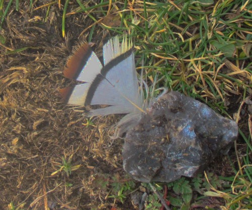 piuma galliforme