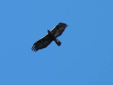 rapace a pian della fioba