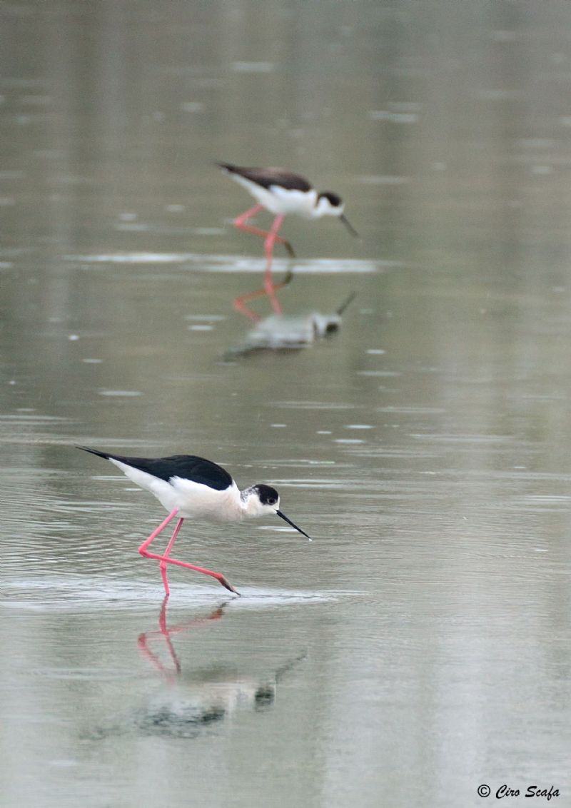 domenica mattina nel cremasco