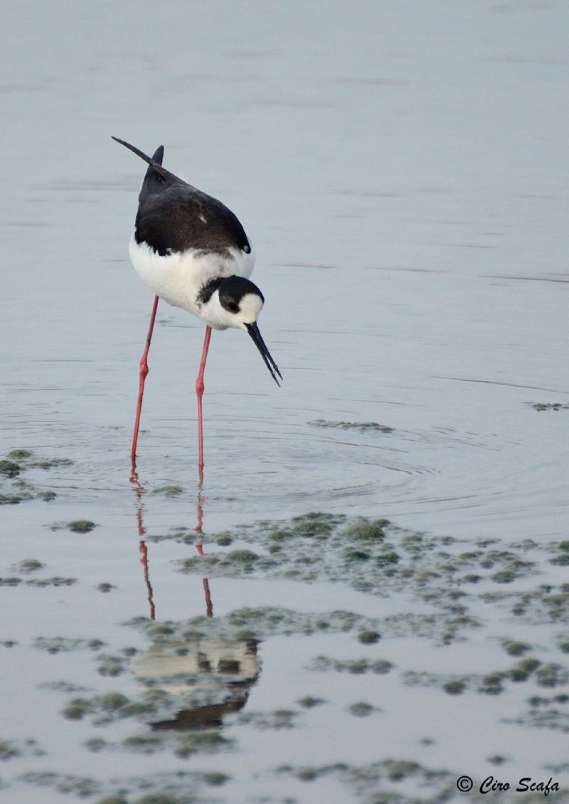 domenica mattina nel cremasco