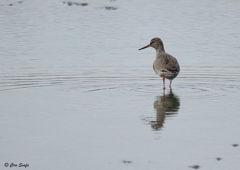 domenica mattina nel cremasco