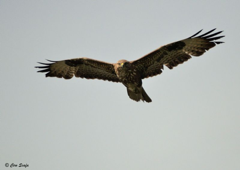 domenica mattina nel cremasco