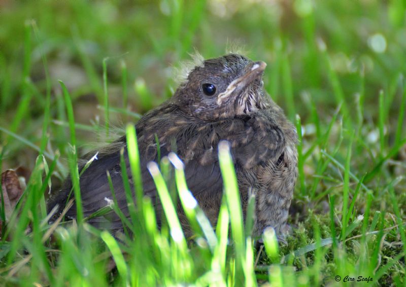 il mio nuovo vicino di casa.. merlo!