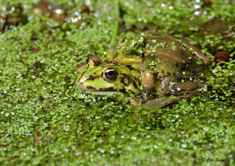 Verde...