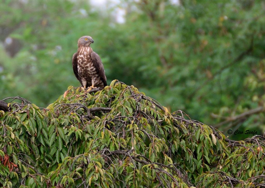 falco pecchiaiolo