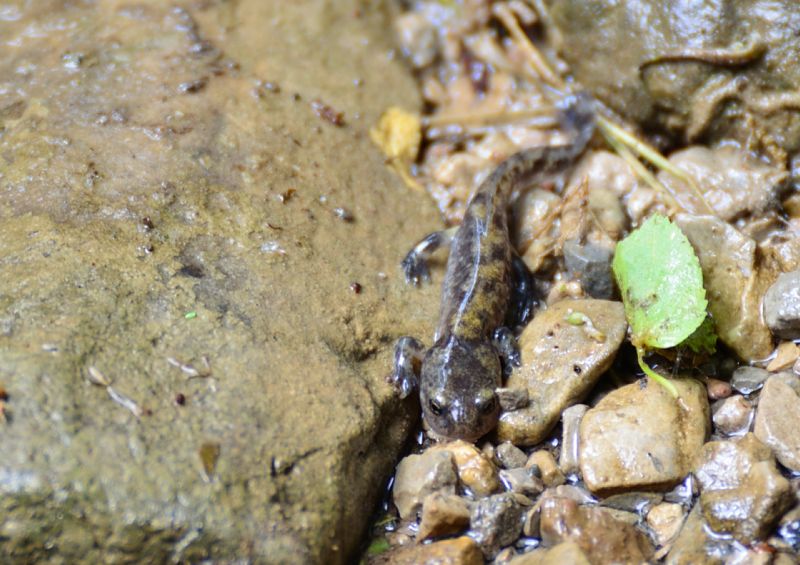 aiuto id - Salamandra salamandra