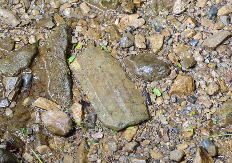 aiuto id - Salamandra salamandra