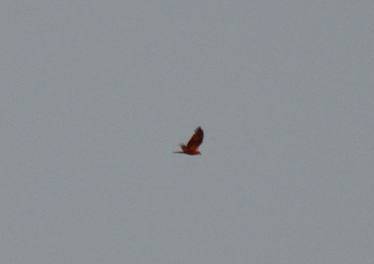 falco di palude? (foto pessima)