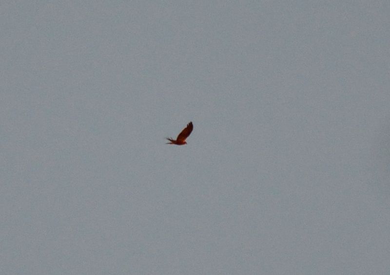 falco di palude? (foto pessima)