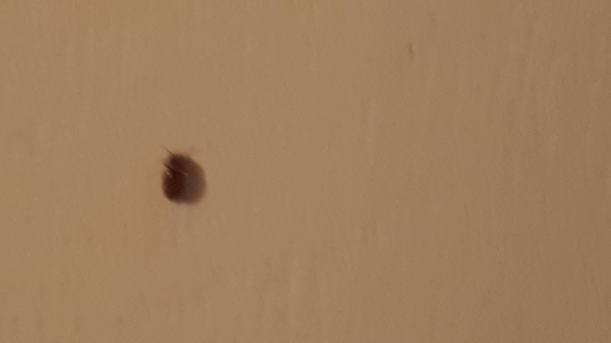 Invasione in corso... Blatte???  No, coleotteri: cfr.  Anobiidae