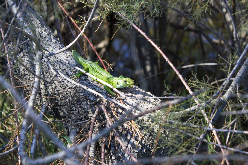 Lacerta sp.: viridis o bilineata?