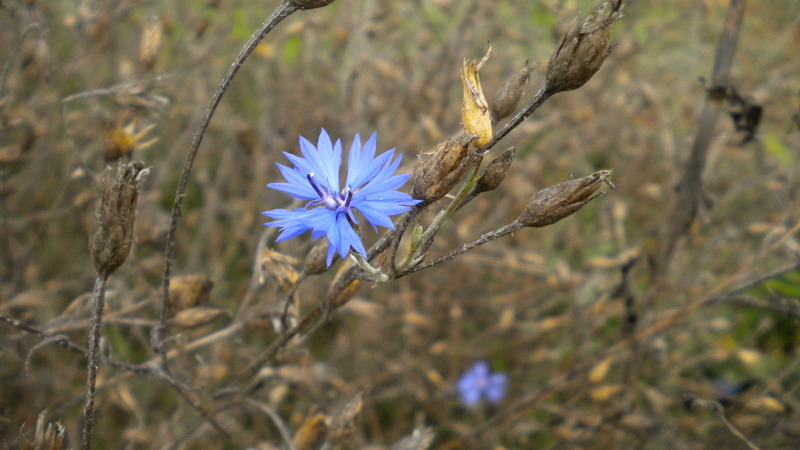 Cyanus segetum