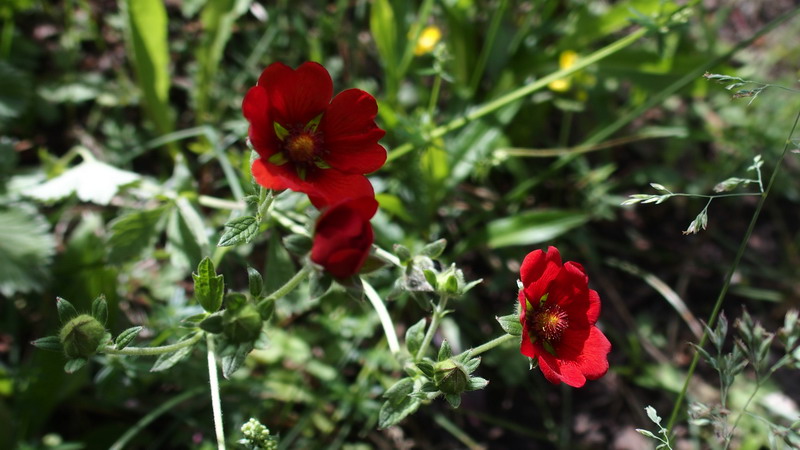 Potentilla atrosanguinea (Rosaceae)