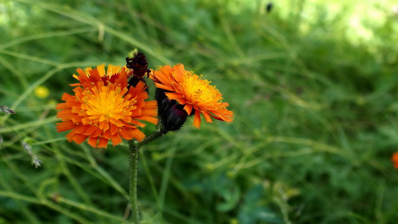 Fiore arancio - Crepis aurea