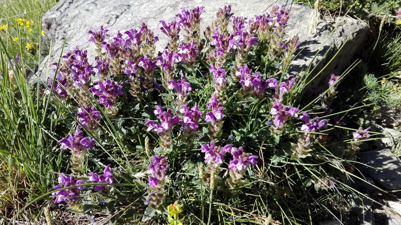 Scutellaria alpina