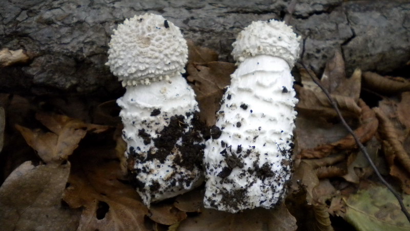 Amanita 1