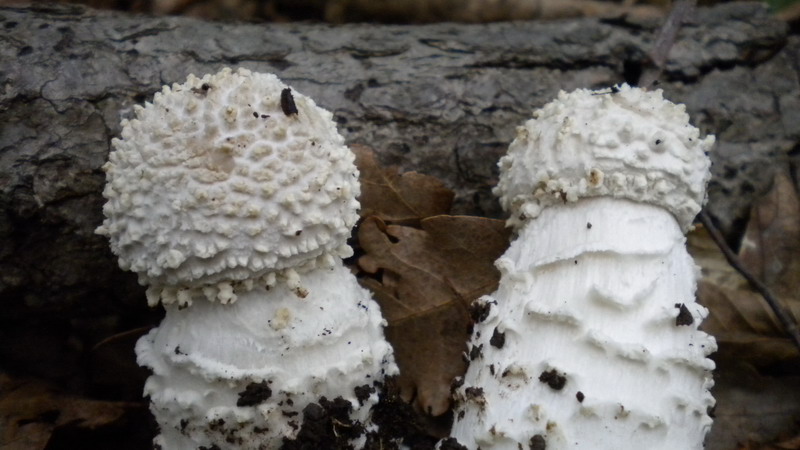 Amanita 1