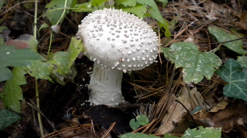 Amanita 1