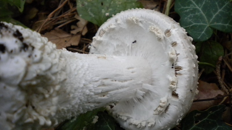 Amanita 1