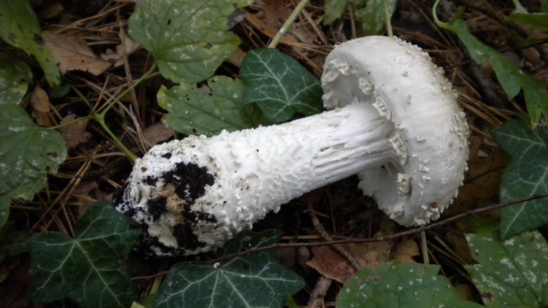 Amanita 1