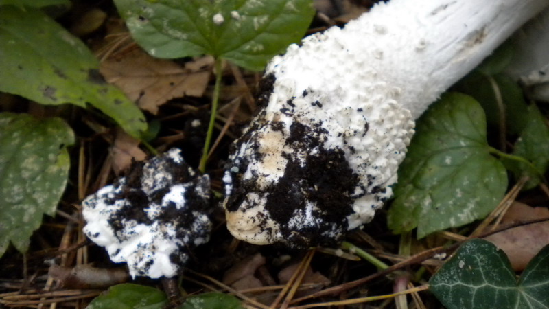 Amanita 1
