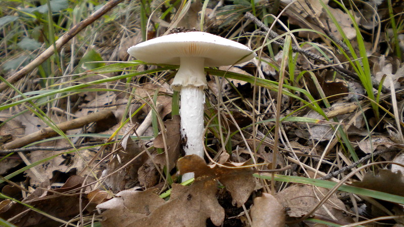 Amanita 2