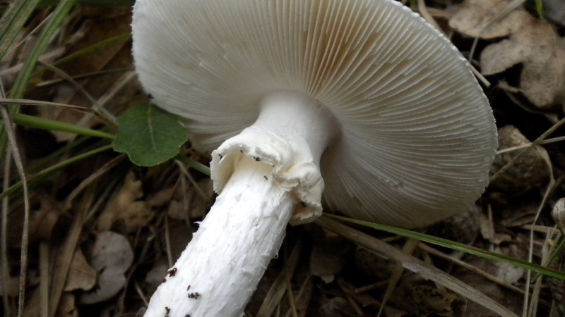 Amanita 2