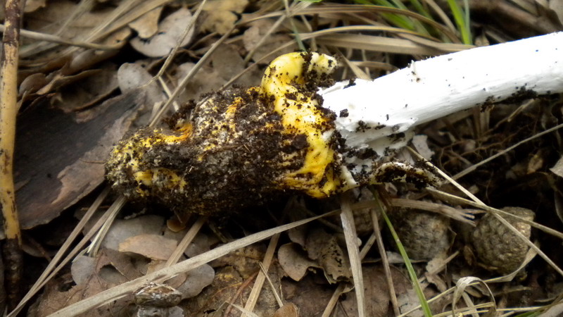Amanita 2