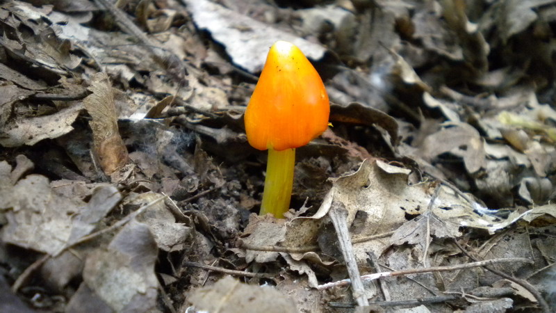 Hygrocybe.
