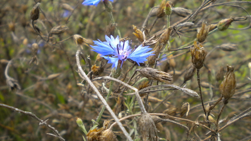 Cyanus segetum