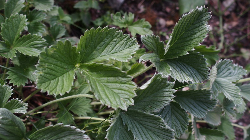 Potentilla atrosanguinea (Rosaceae)