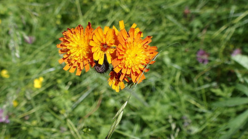 Fiore arancio - Crepis aurea