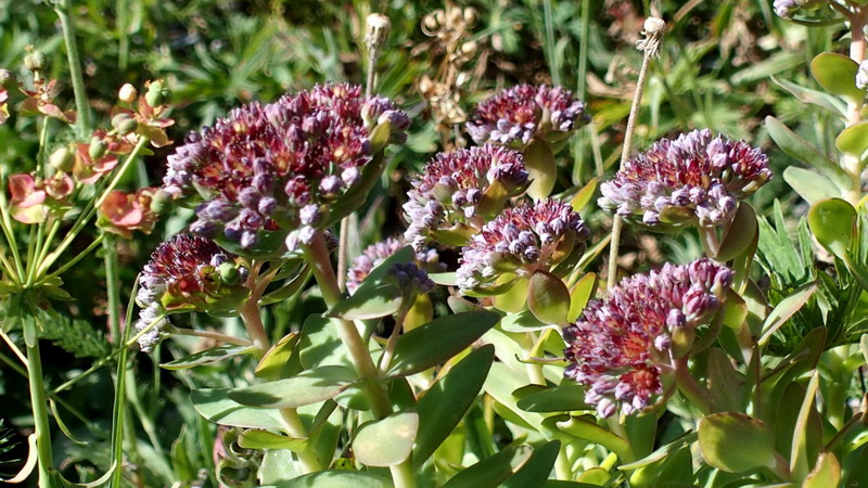 Hylotelephium anacampseros / Borracina anacampsero