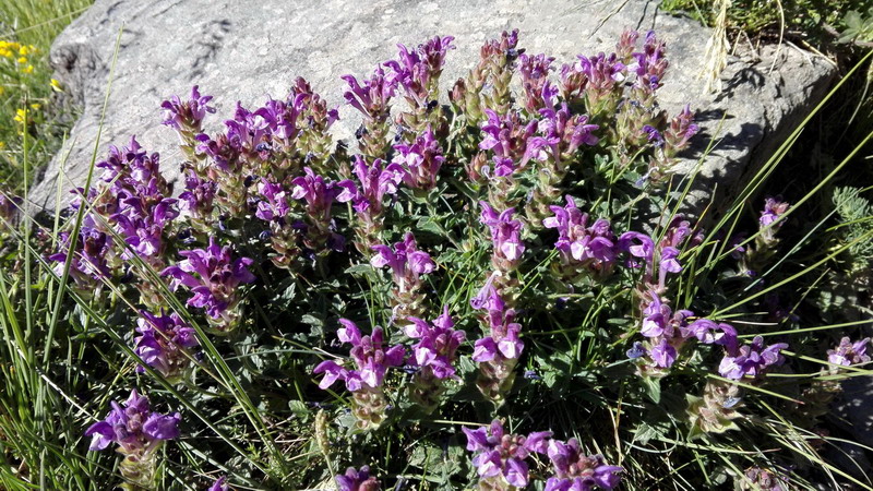 Scutellaria alpina