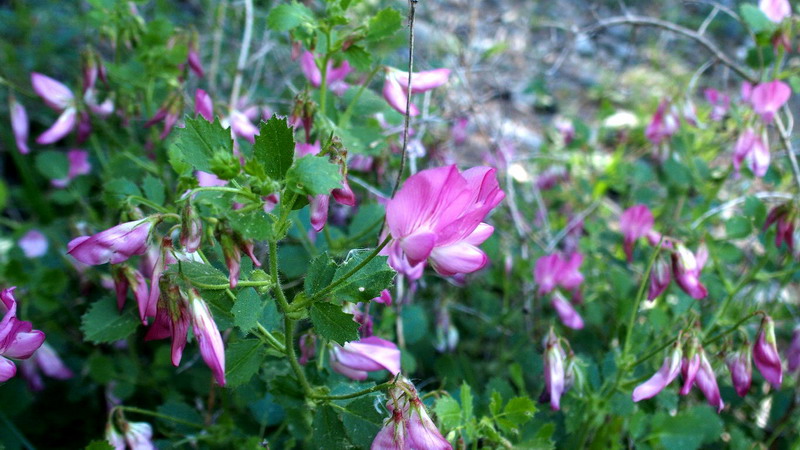 Ononis rotundifolia / Ononis a foglie tonde
