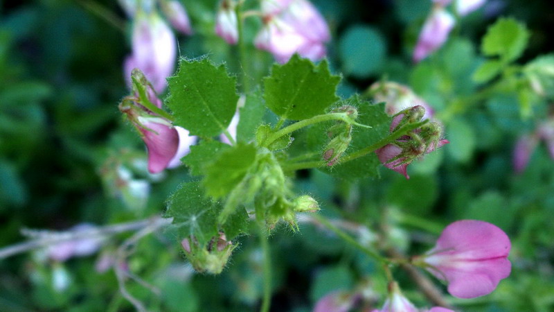 Ononis rotundifolia / Ononis a foglie tonde