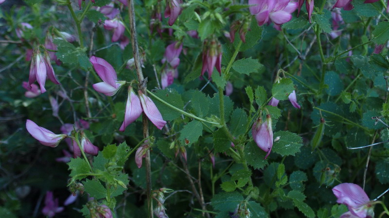 Ononis rotundifolia / Ononis a foglie tonde