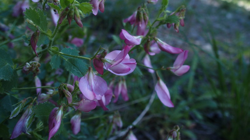 Ononis rotundifolia / Ononis a foglie tonde