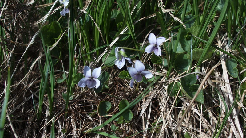 Viola palustris / Viola palustre