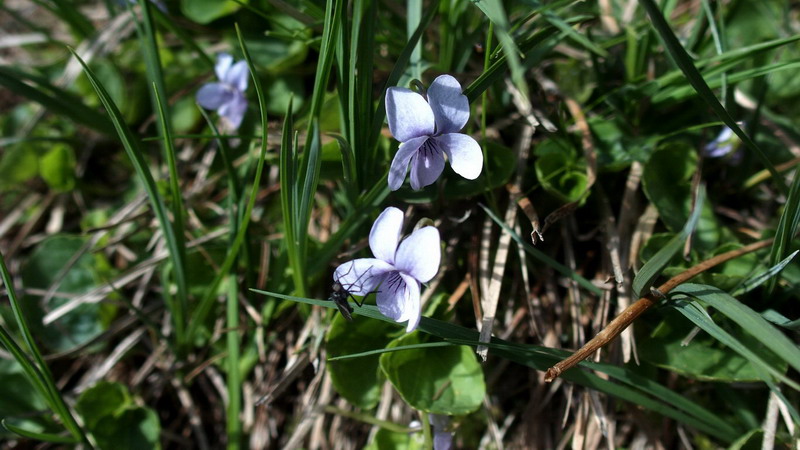 Viola palustris / Viola palustre